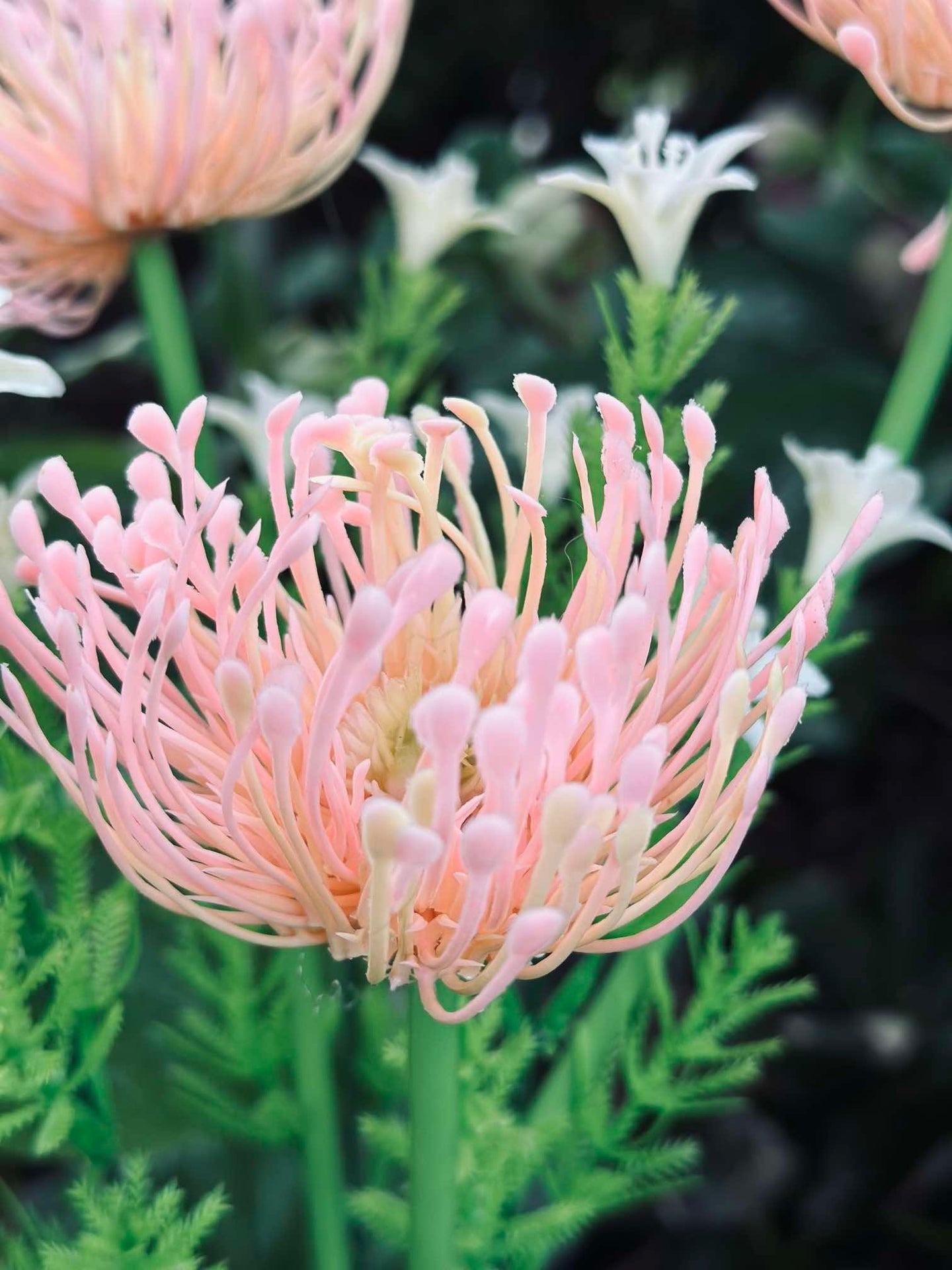 Blume mit Solarzellen - Spider Lili Rosa