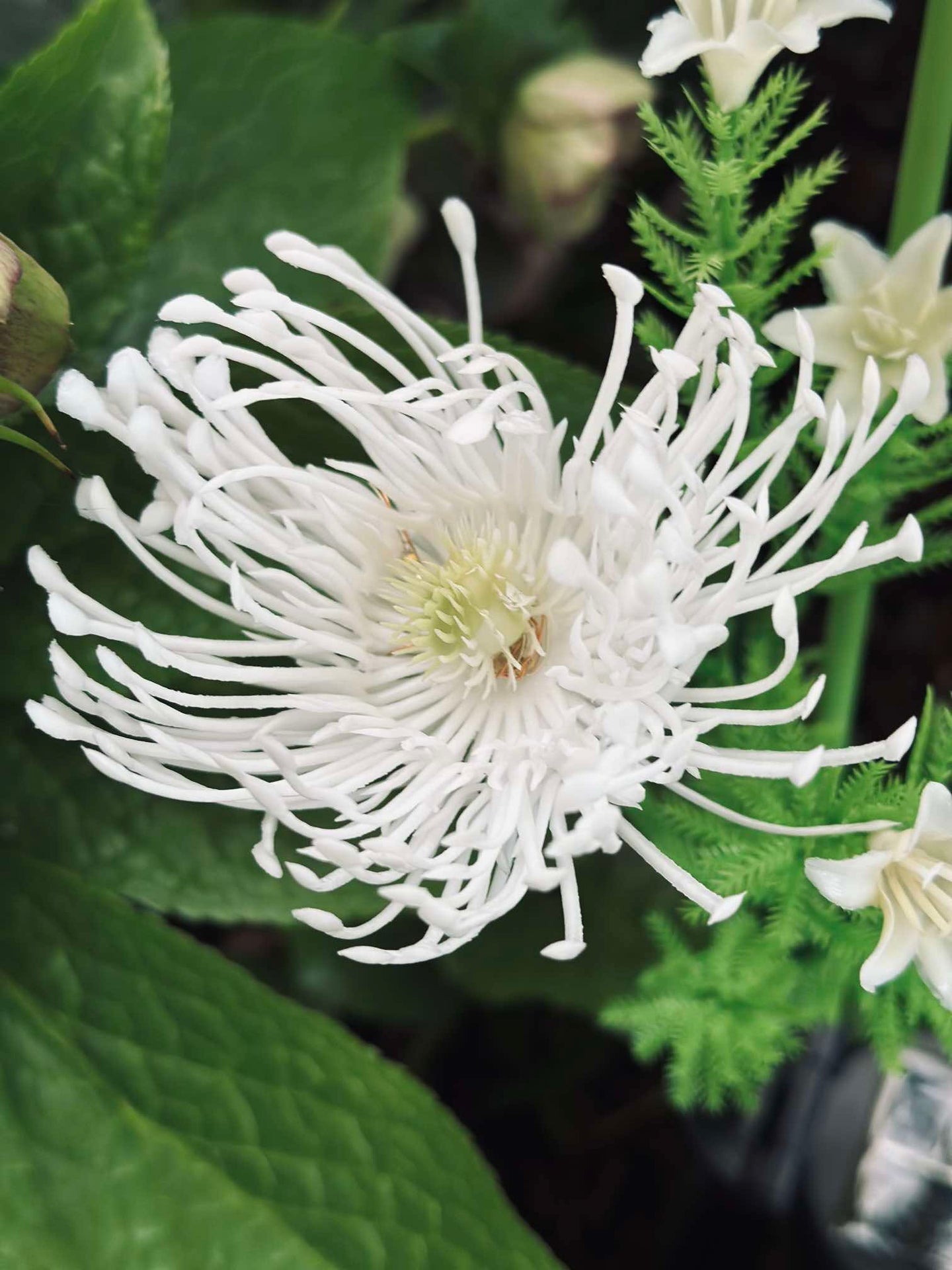 Blume mit Solarzellen - Spider Lili weiß