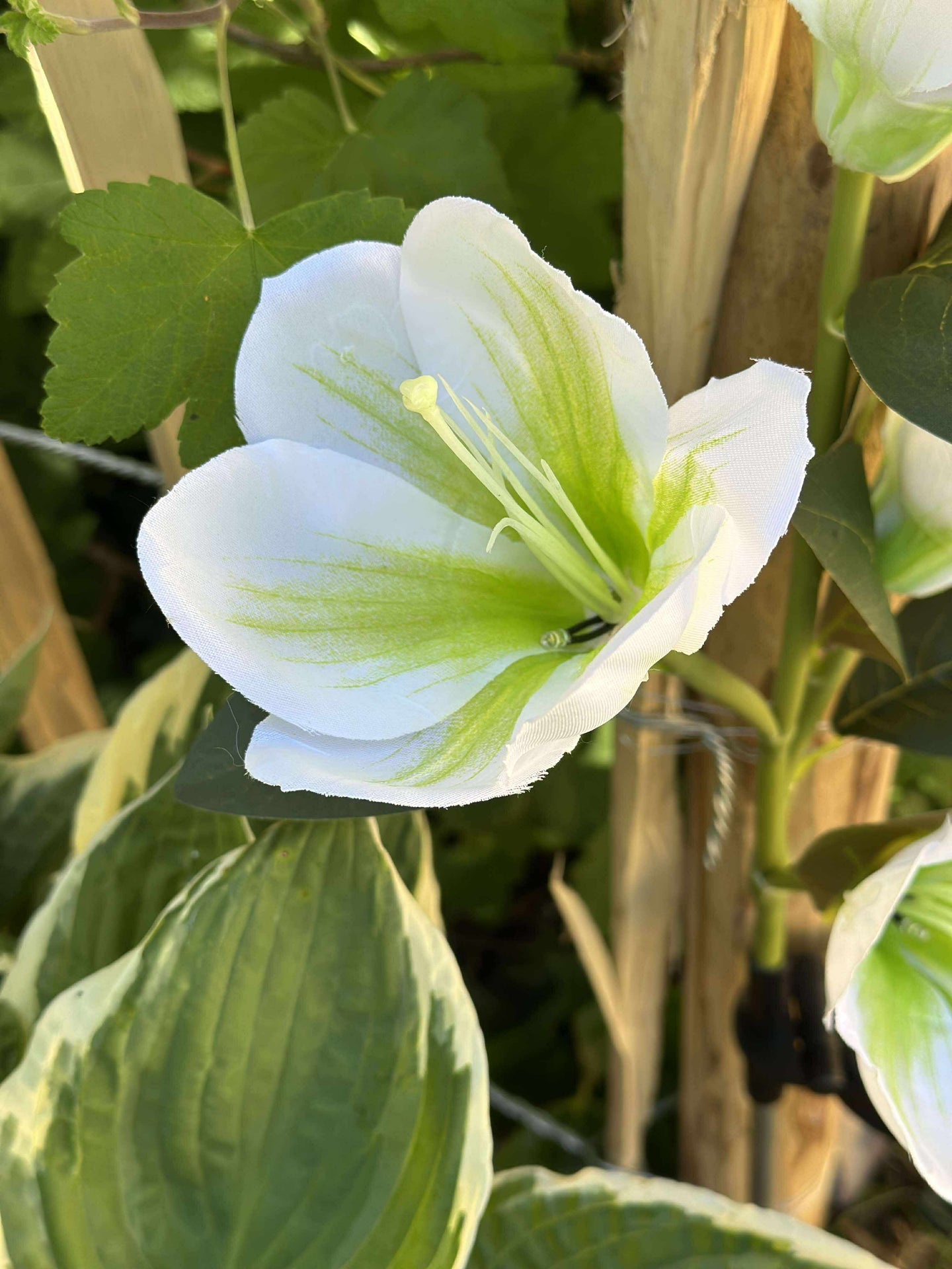 Magnolie mit Solarzellen - Weiß