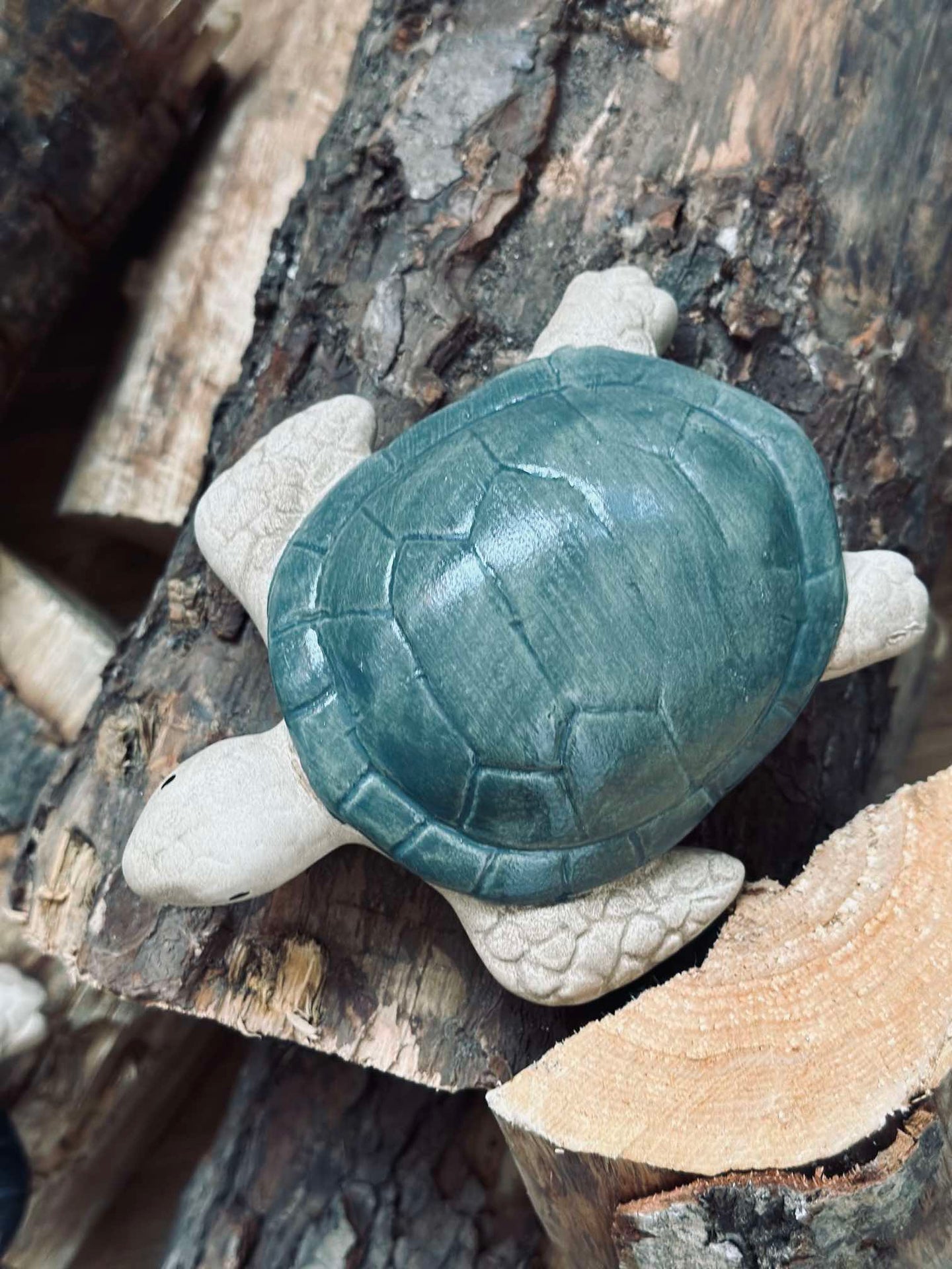 Schildkröte MIX