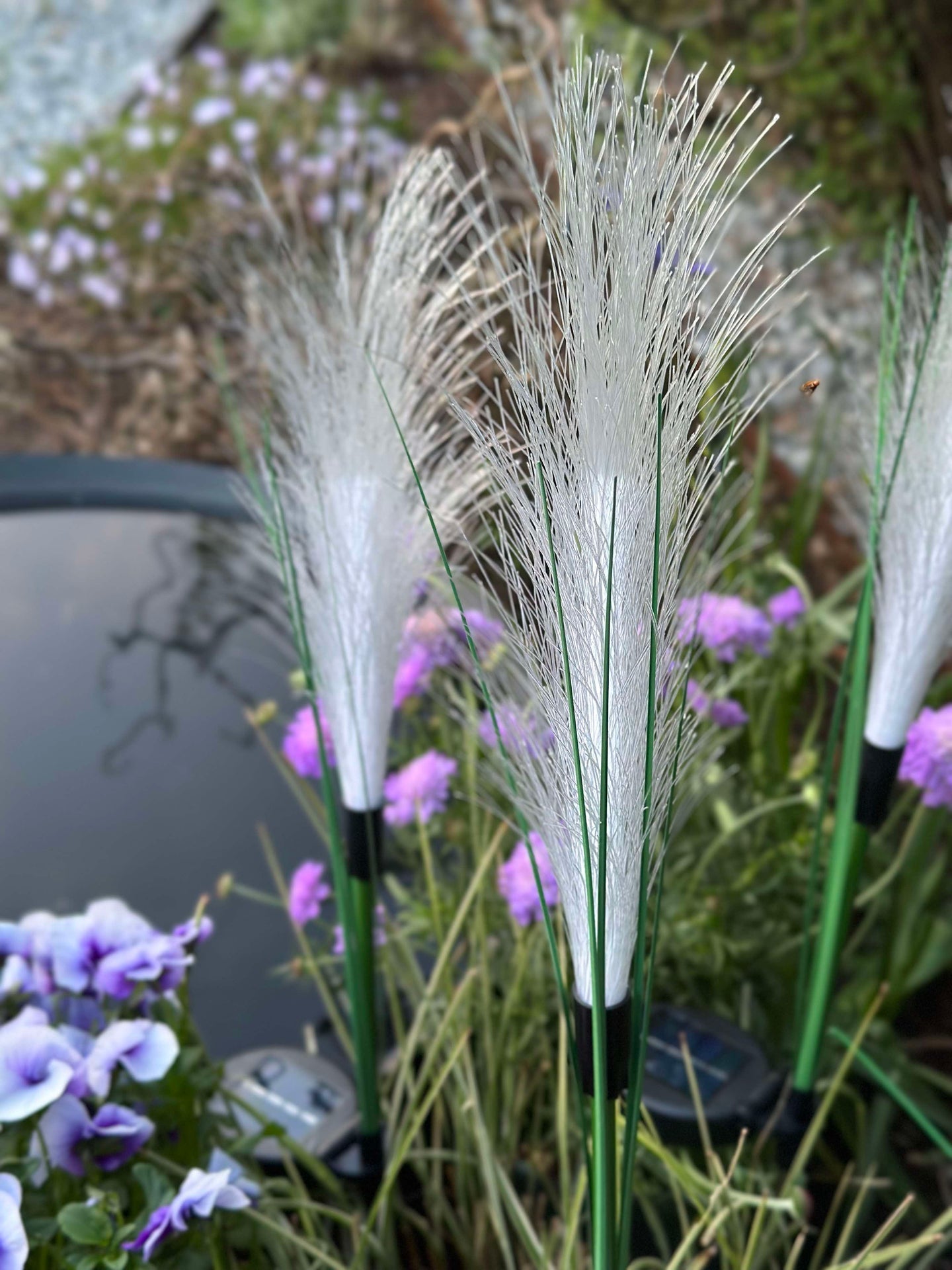 Pampas mit Solar