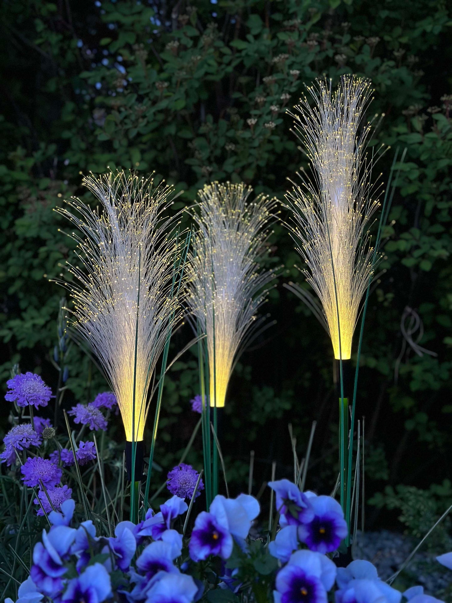 Pampas mit Solar