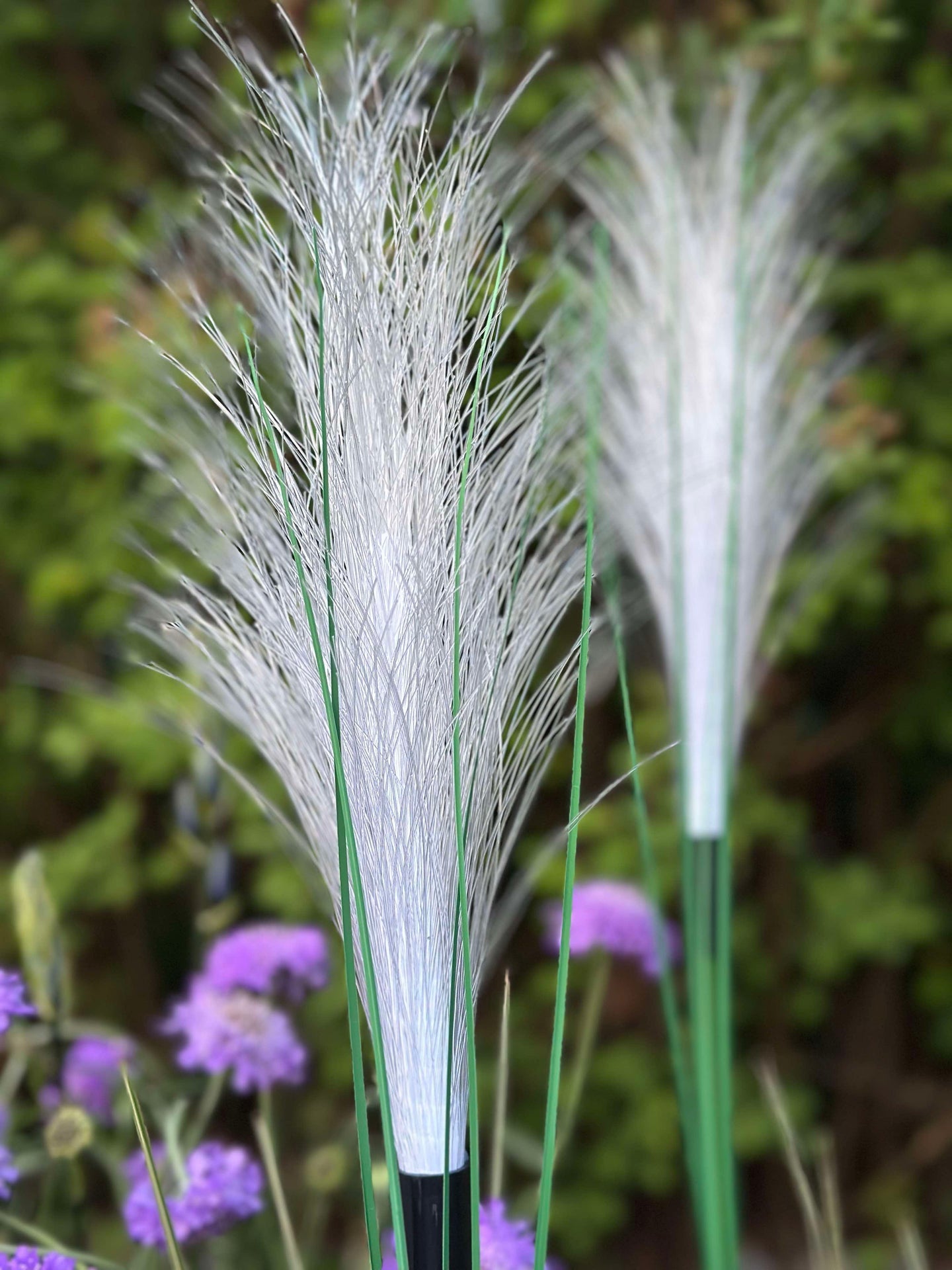 Pampas mit Solar