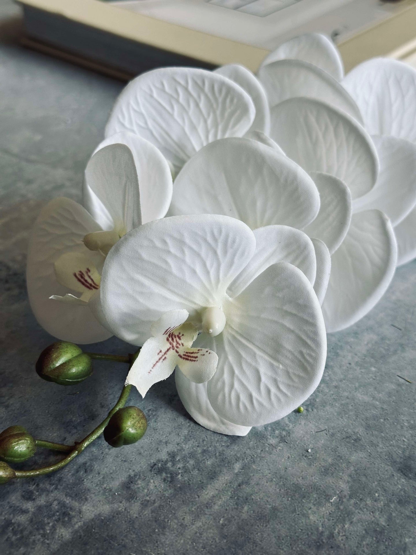 Orchideenstiel