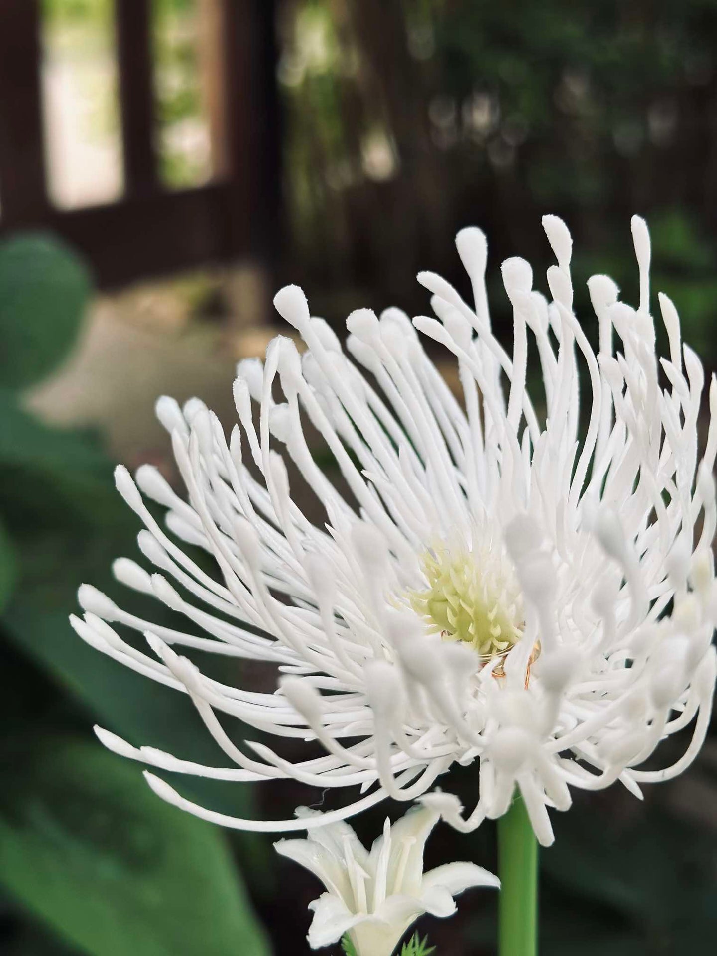 Blume mit Solarzellen - Spider Lili weiß