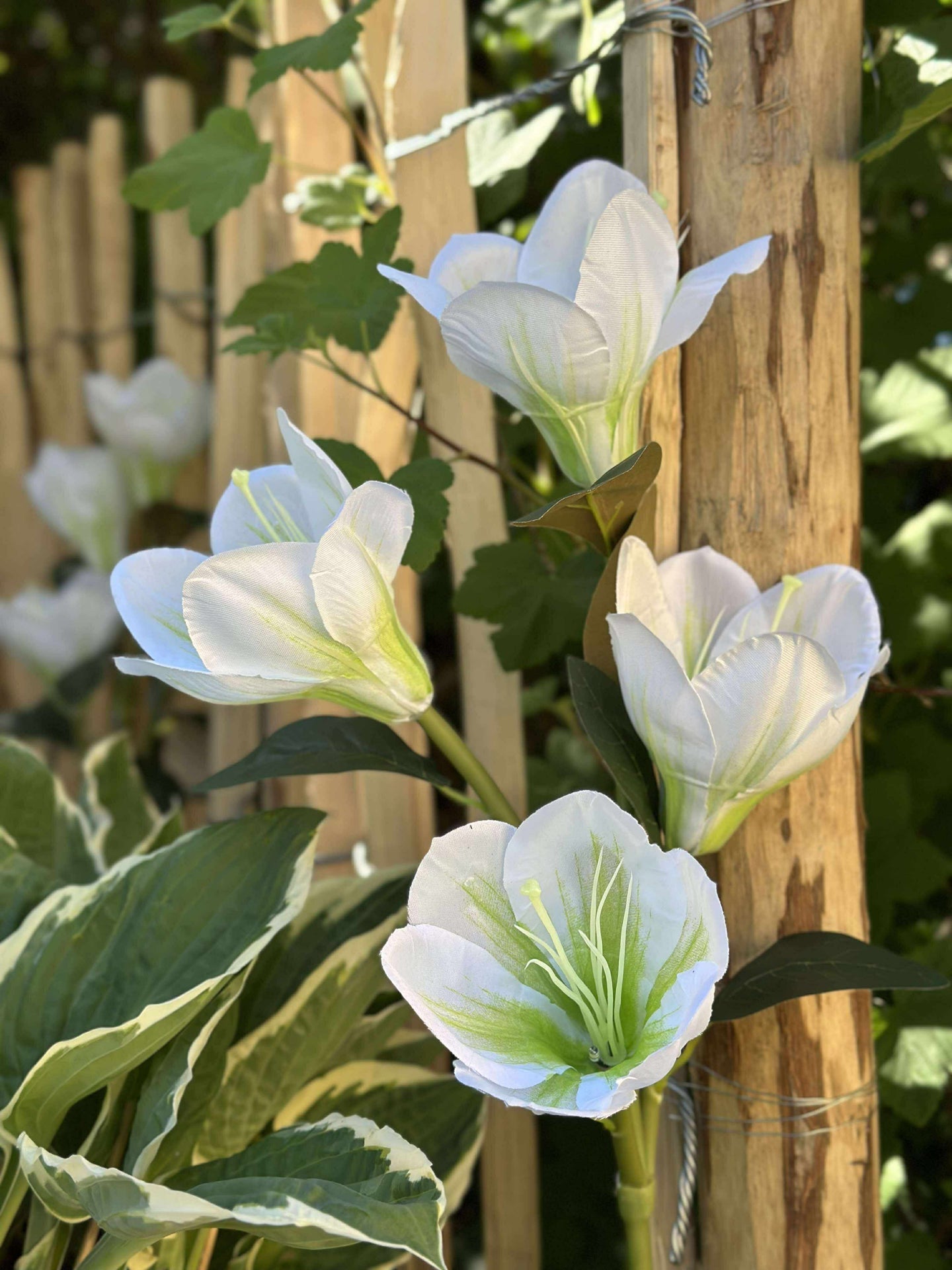Magnolie mit Solarzellen - Weiß