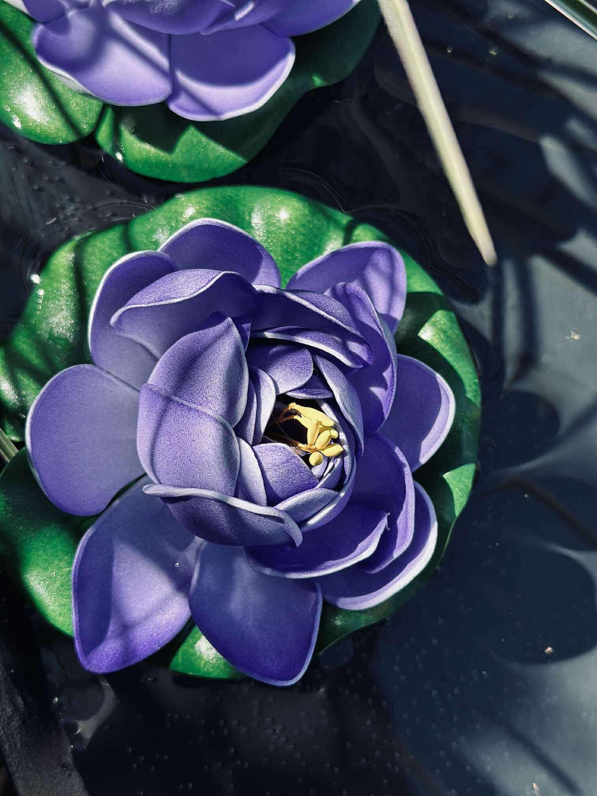 Lotus - Mehrere Farben