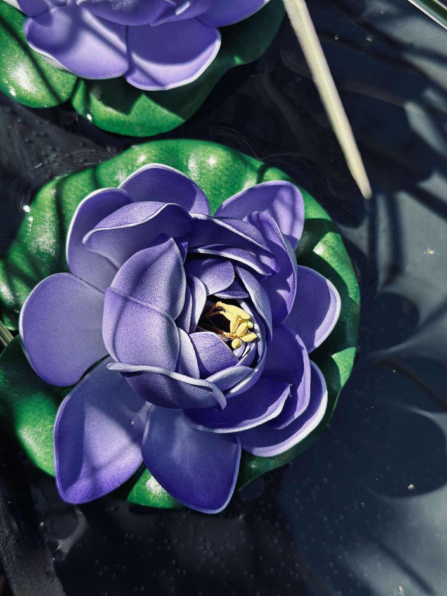 Lotus - Mehrere Farben
