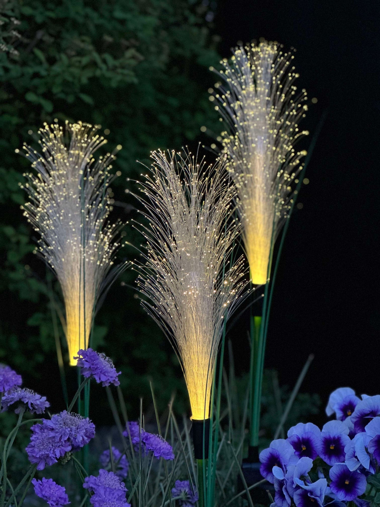 Pampas mit Solar