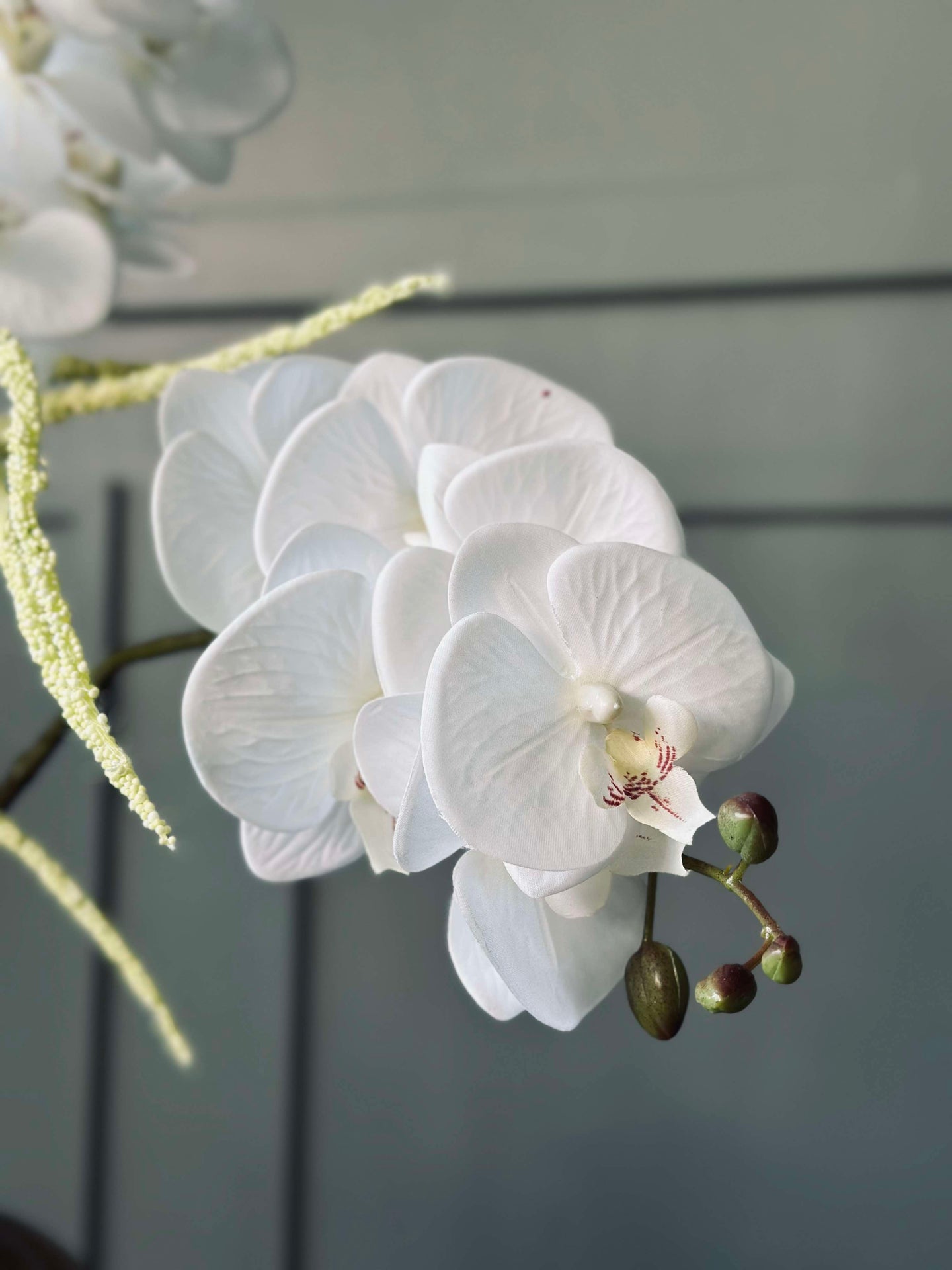 Orchideenstiel