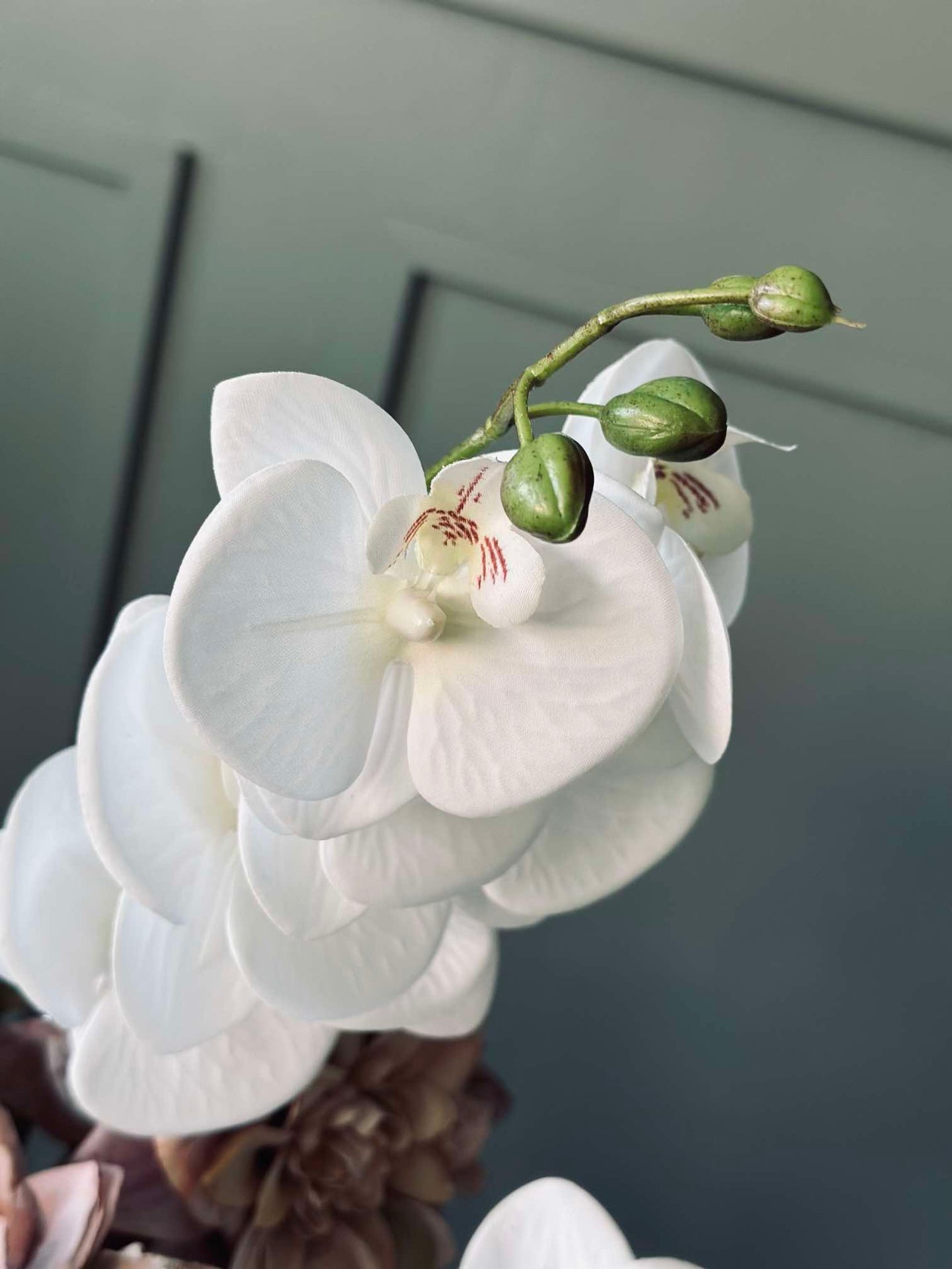 Orchideenstiel