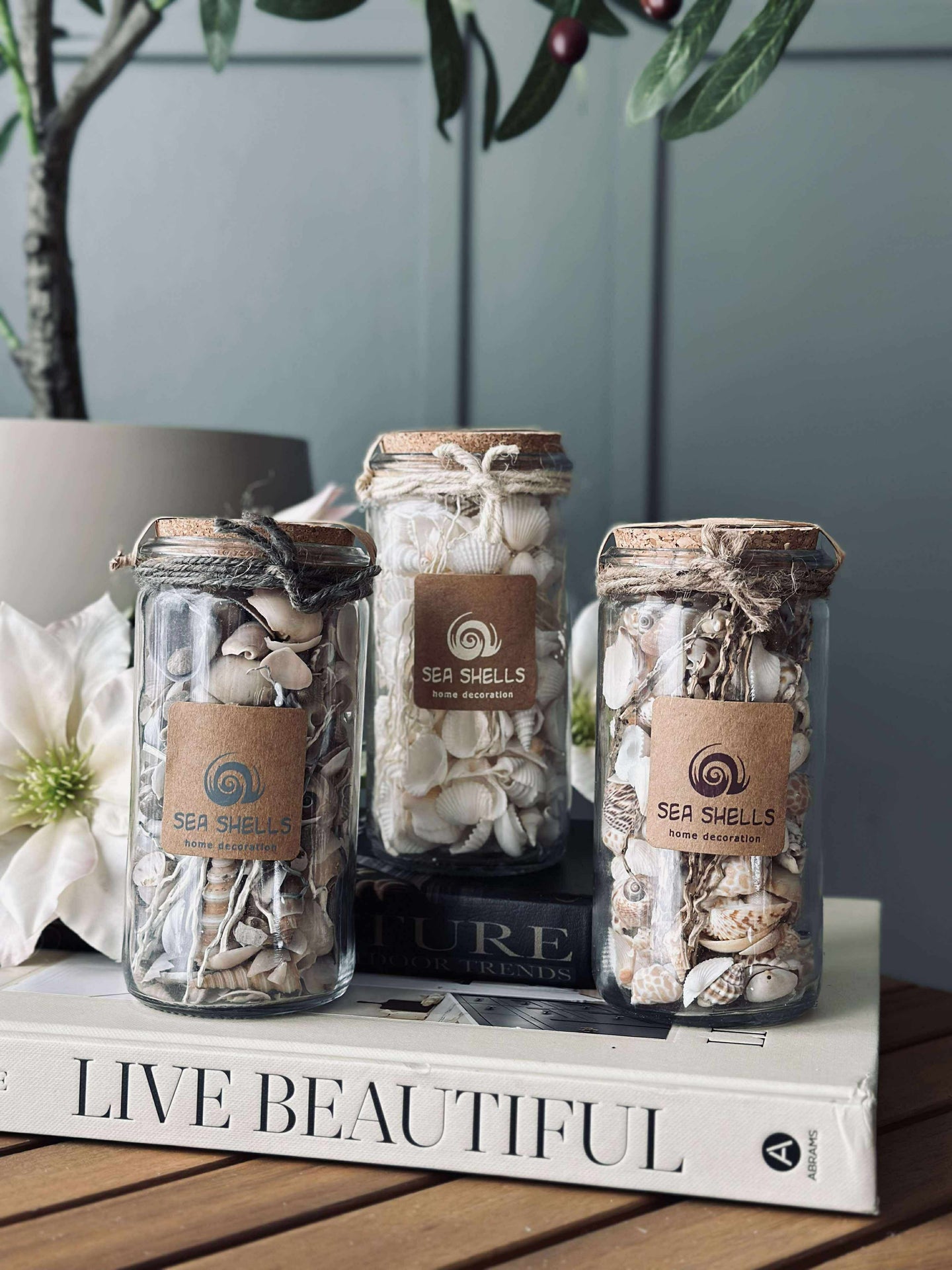 Strandmuscheln im Glas - MIX
