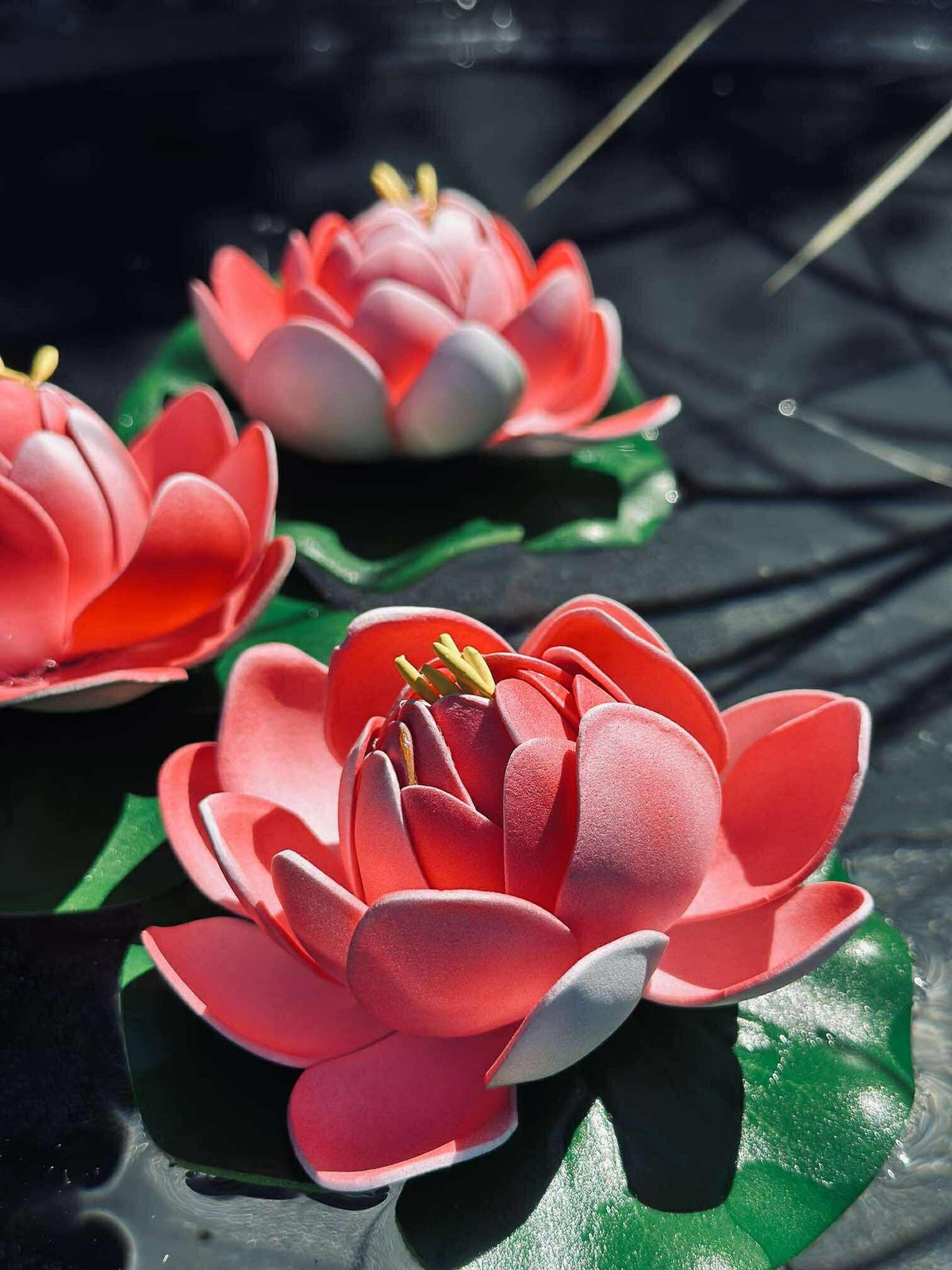 Lotus - Mehrere Farben