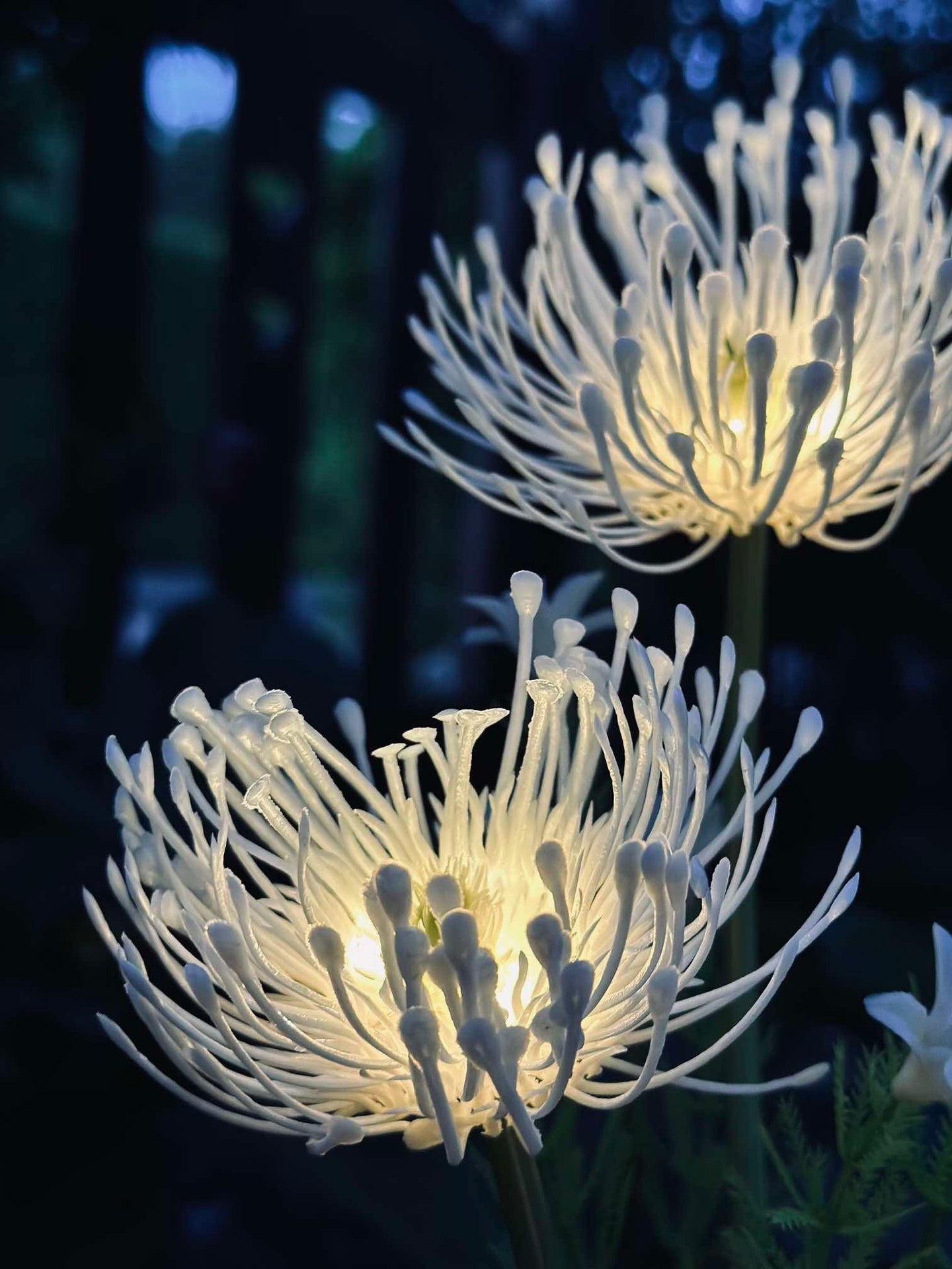 Blume mit Solarzellen - Spider Lili weiß