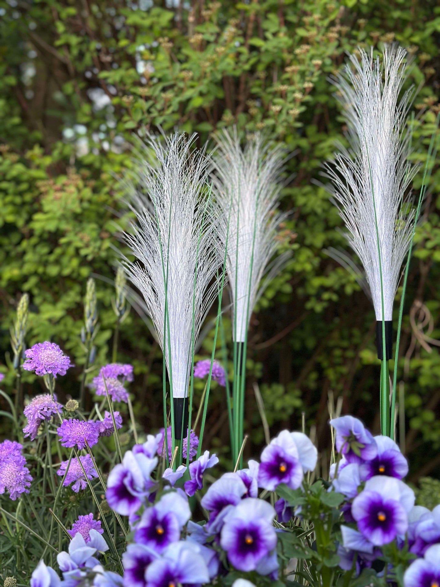 Pampas mit Solar