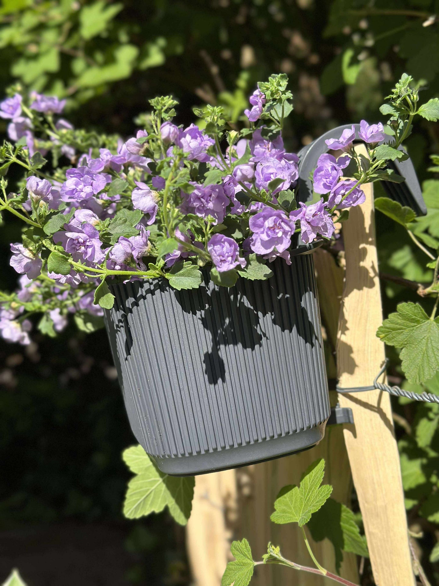 Pflanzkasten mit Aufhängung - Anthrazit