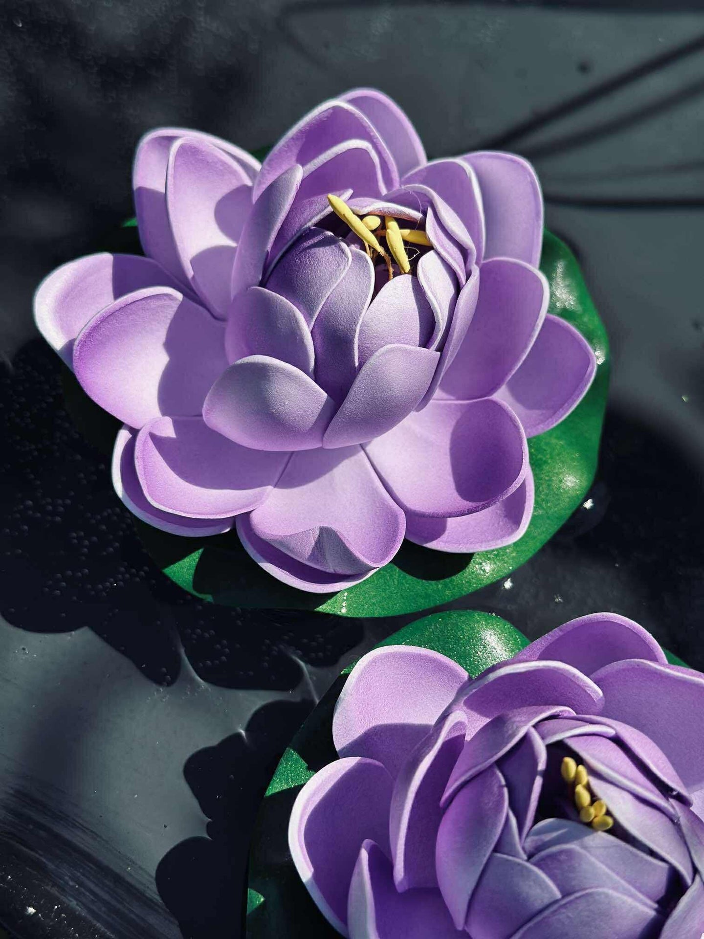 Lotus - Mehrere Farben