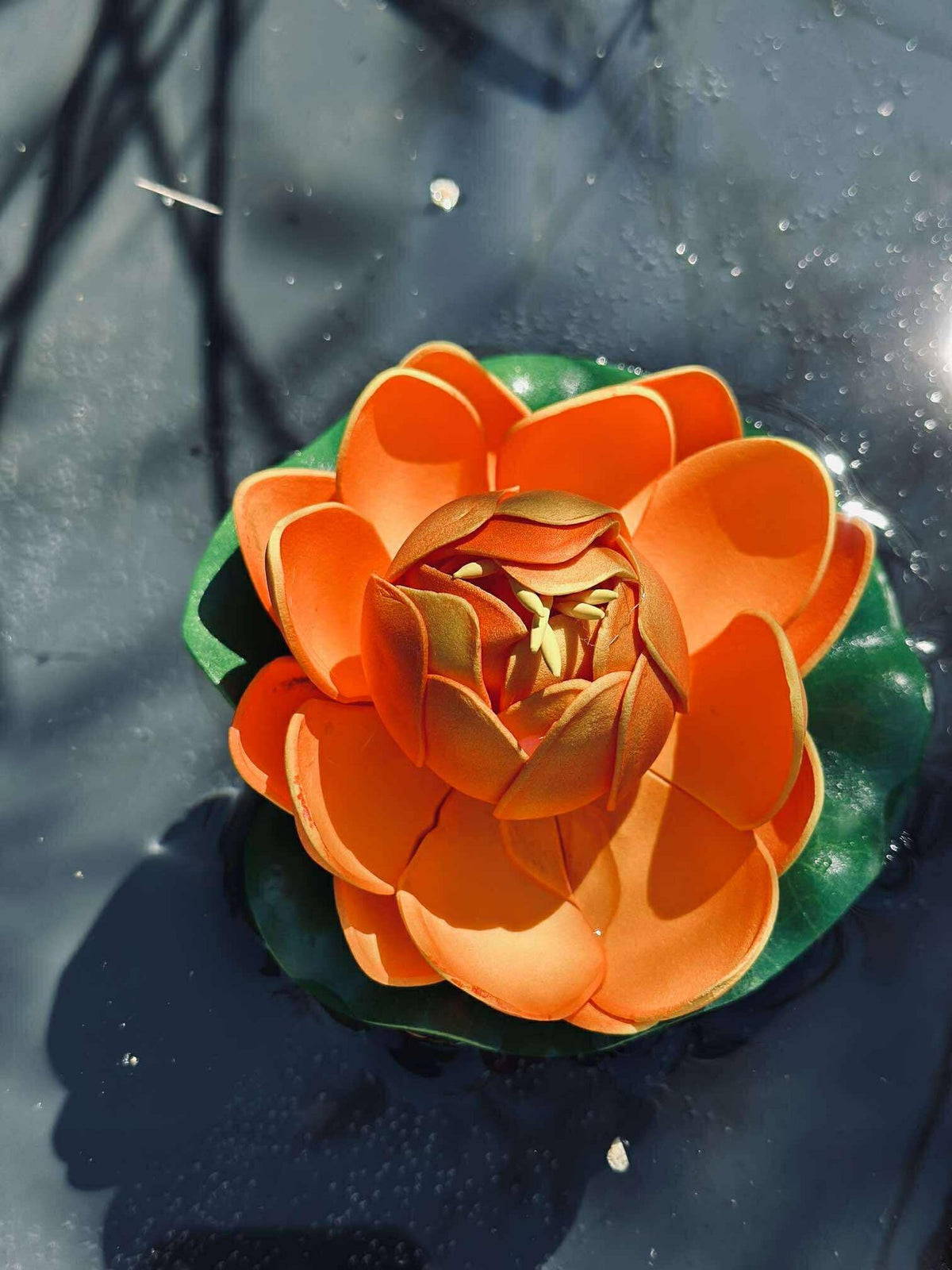 Lotus - Mehrere Farben