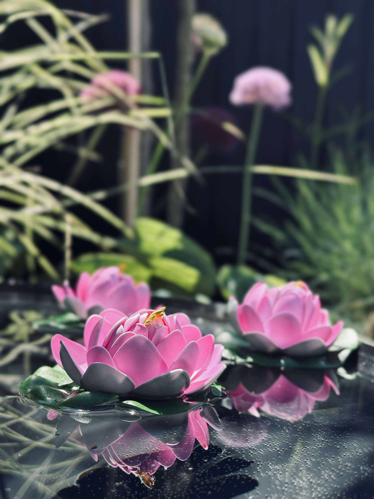 Lotus - Mehrere Farben