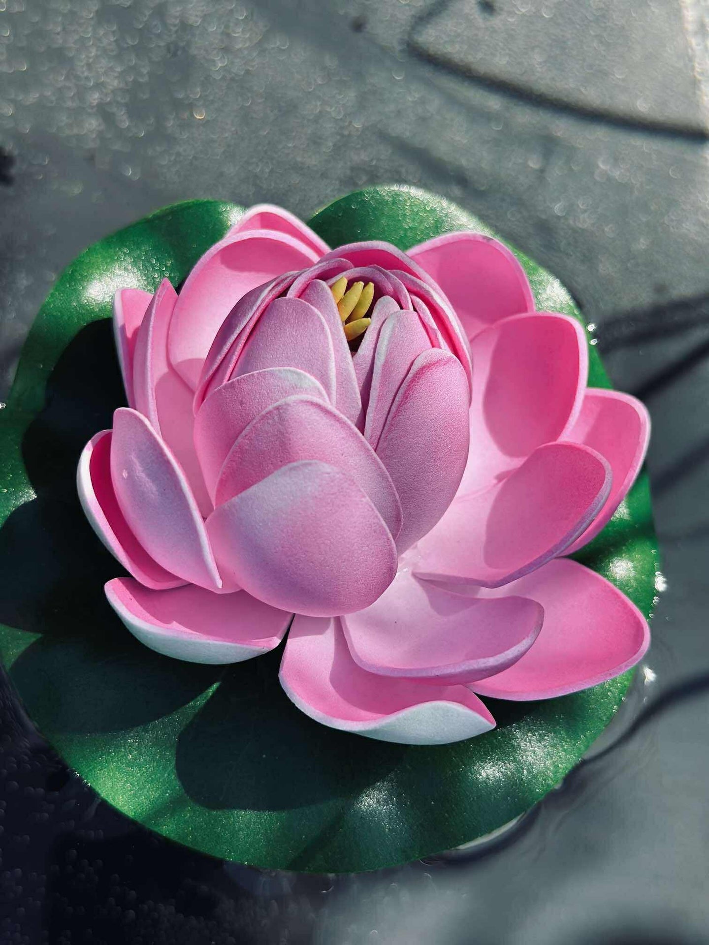 Lotus - Mehrere Farben