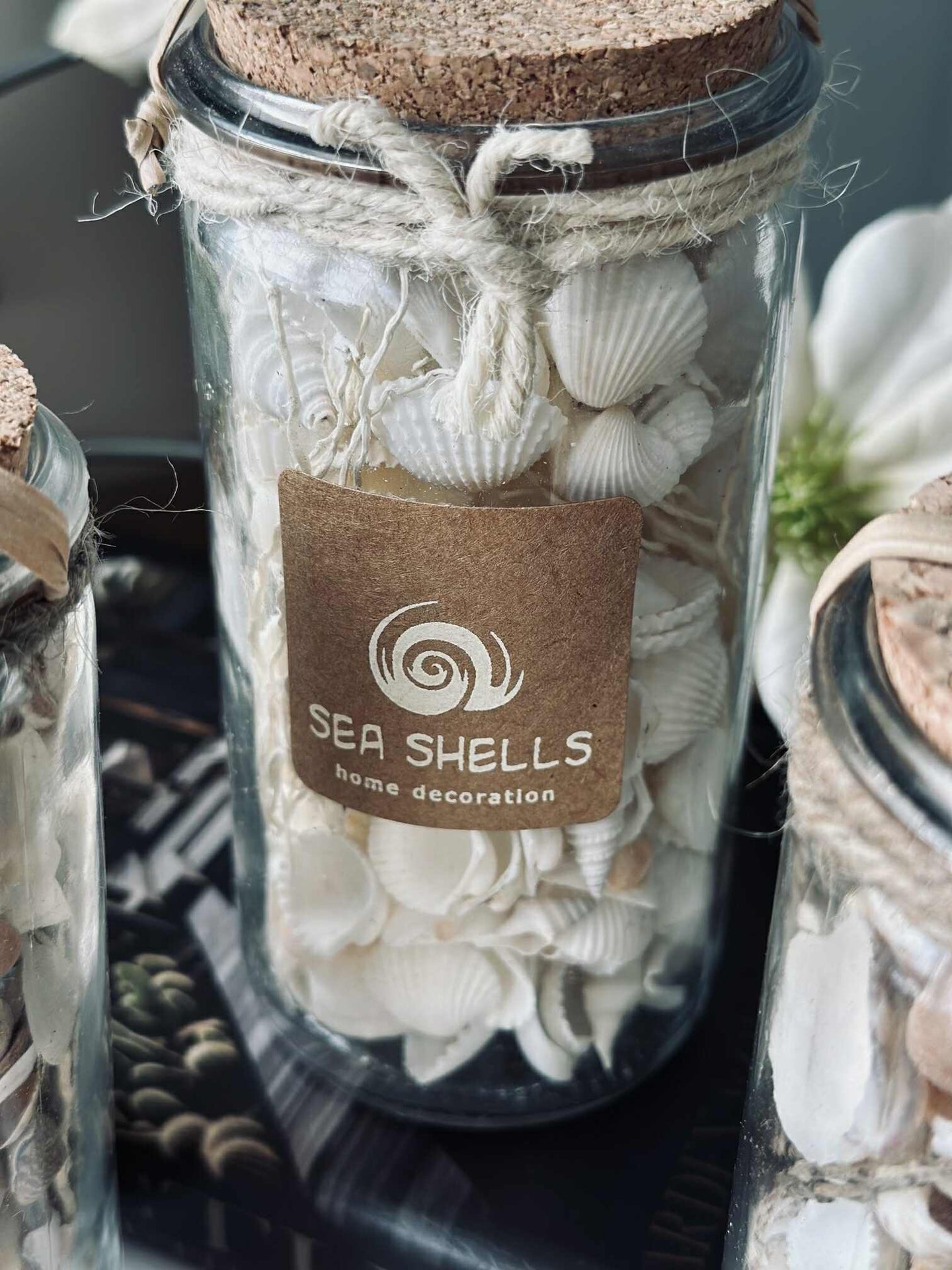 Strandmuscheln im Glas - MIX