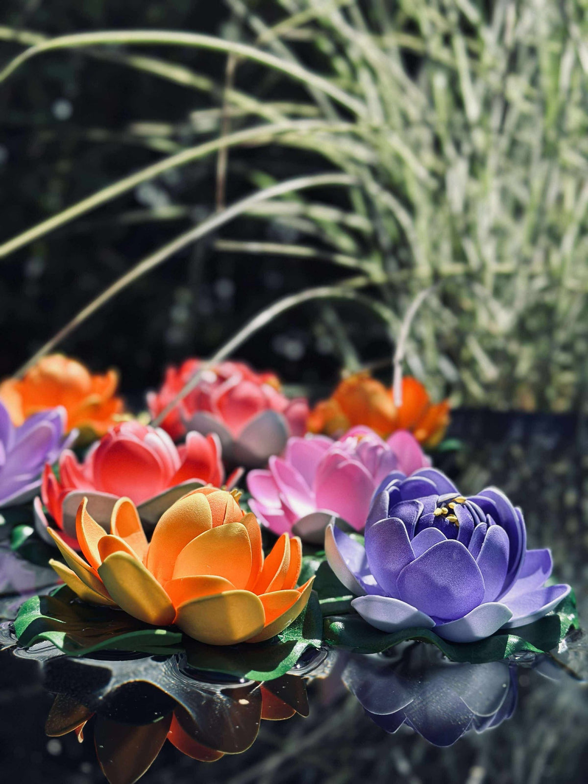 Lotus - Mehrere Farben
