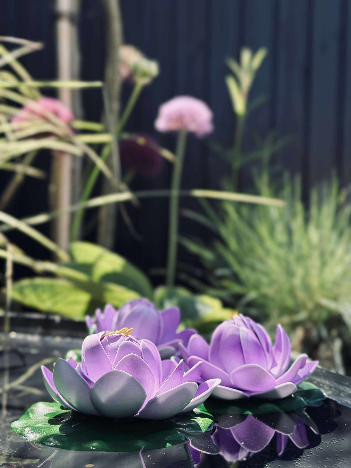 Lotus - Mehrere Farben