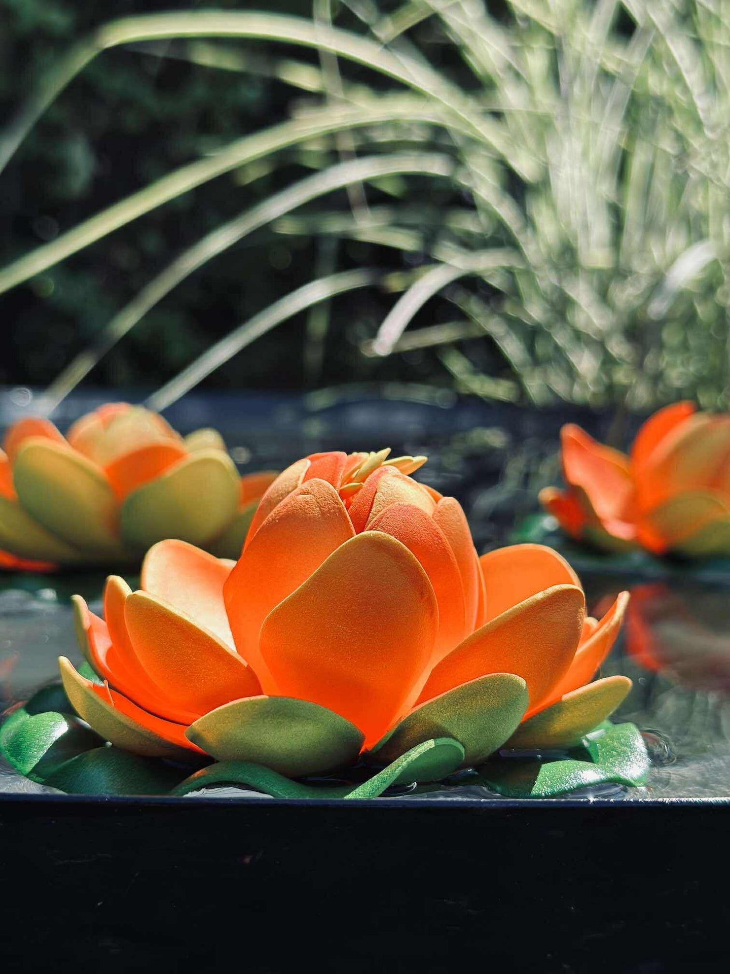 Lotus - Mehrere Farben