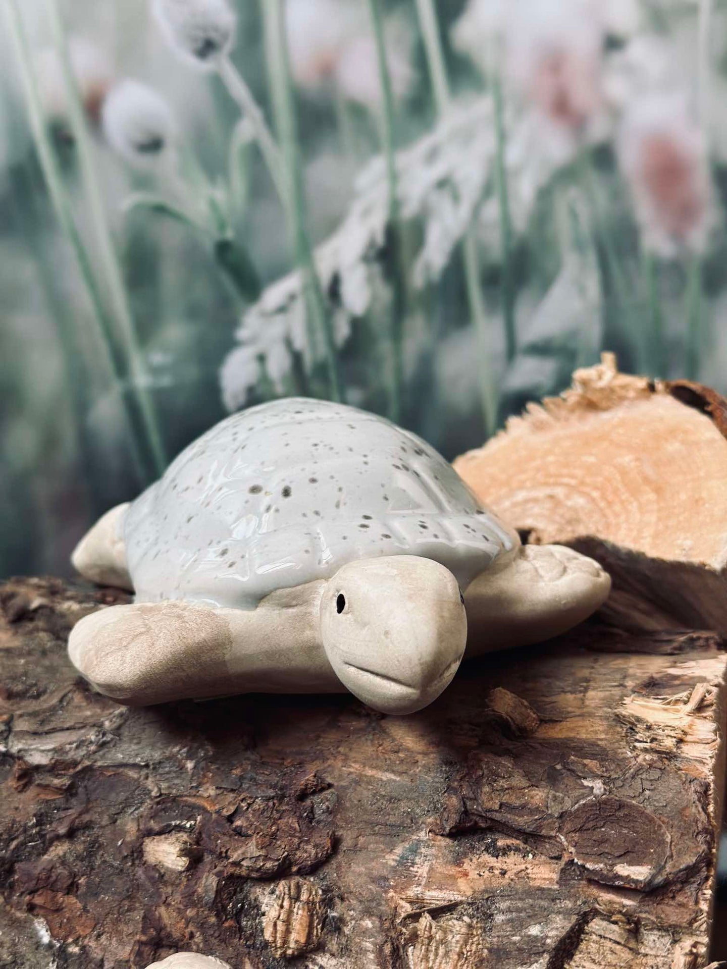 Schildkröte MIX
