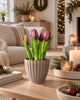 Tulpe im Topf - Lila mit 5 Blüten