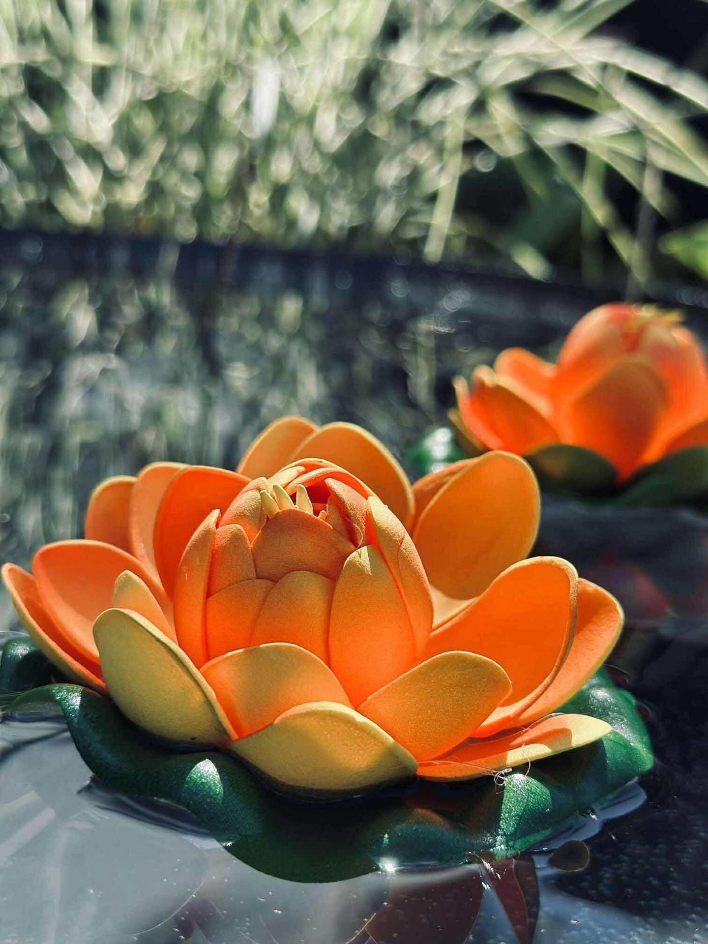 Lotus - Mehrere Farben
