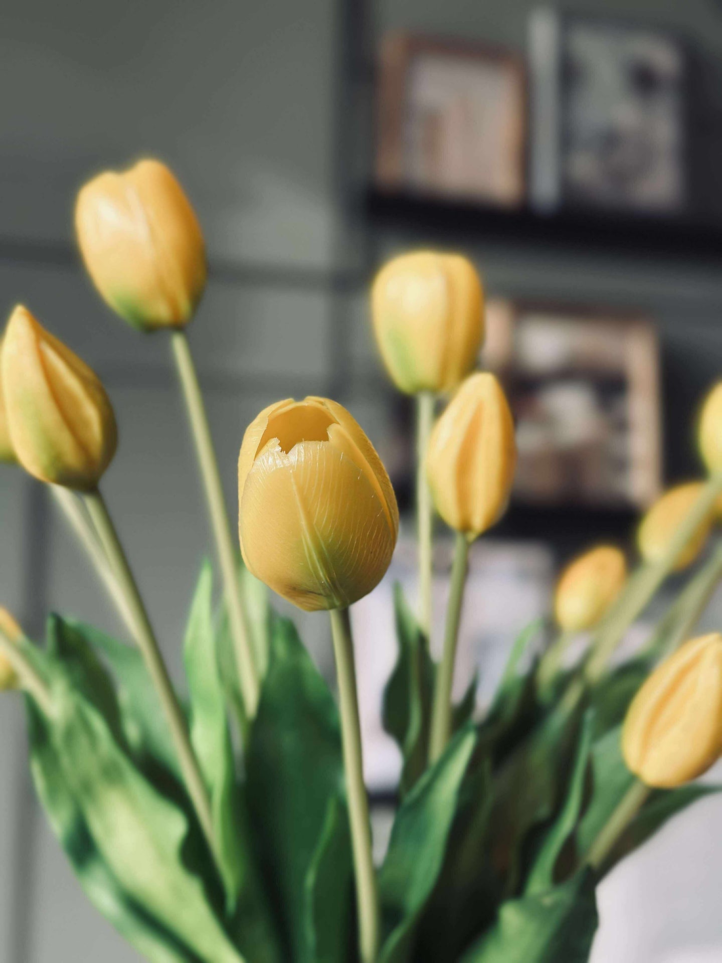 Tulpen – Mehrere Farben