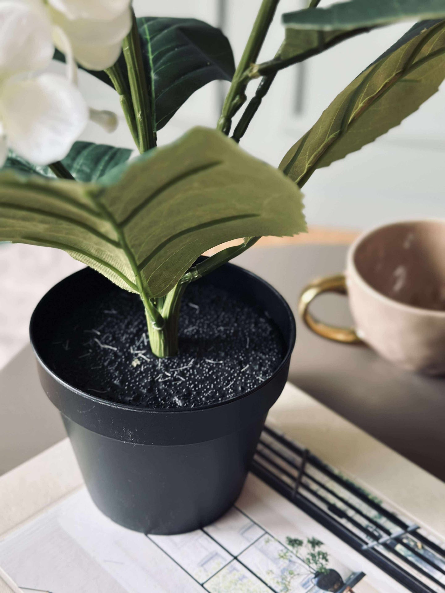Hortensie im Topf - Weiß