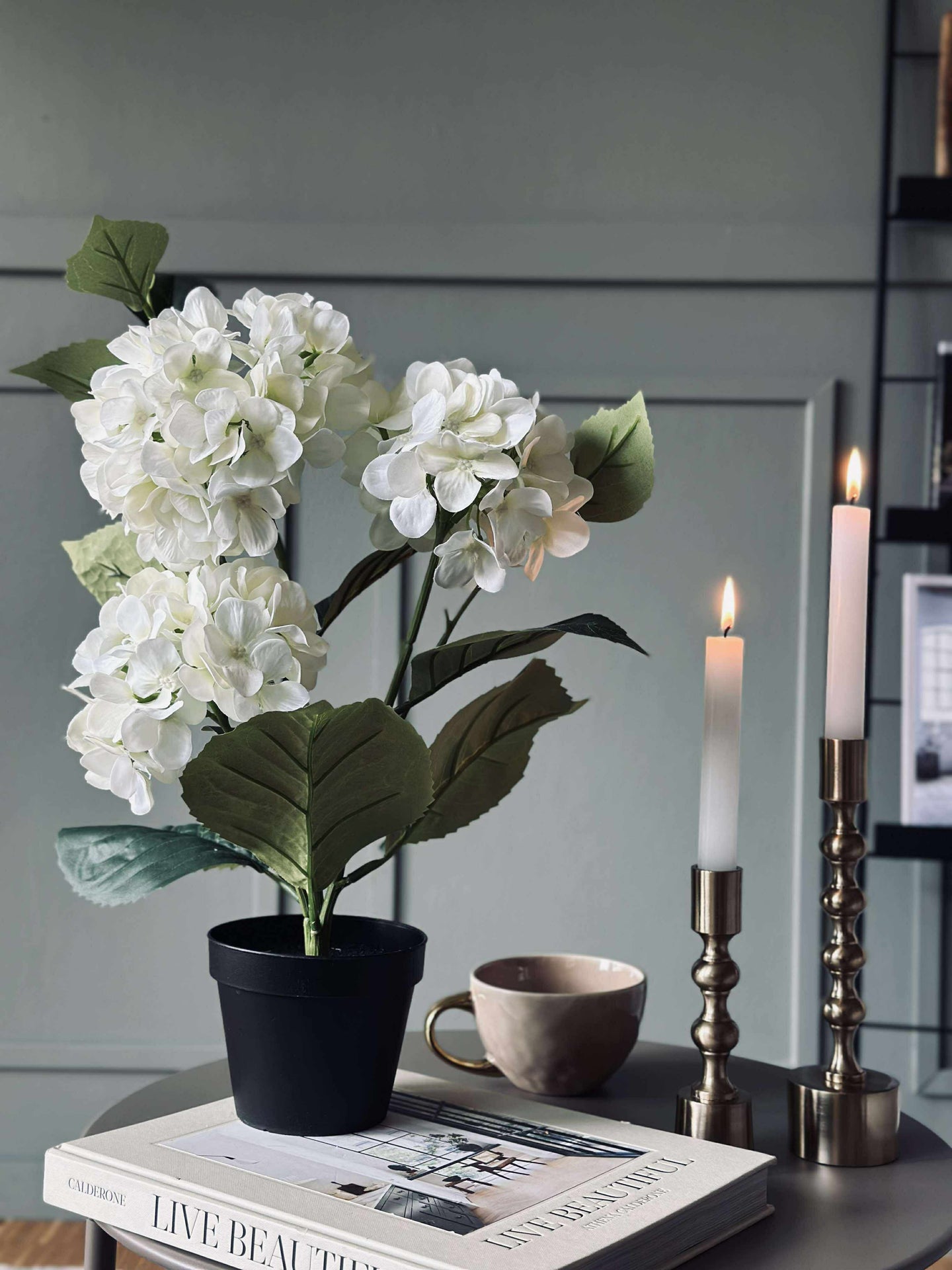 Hortensie im Topf - Weiß
