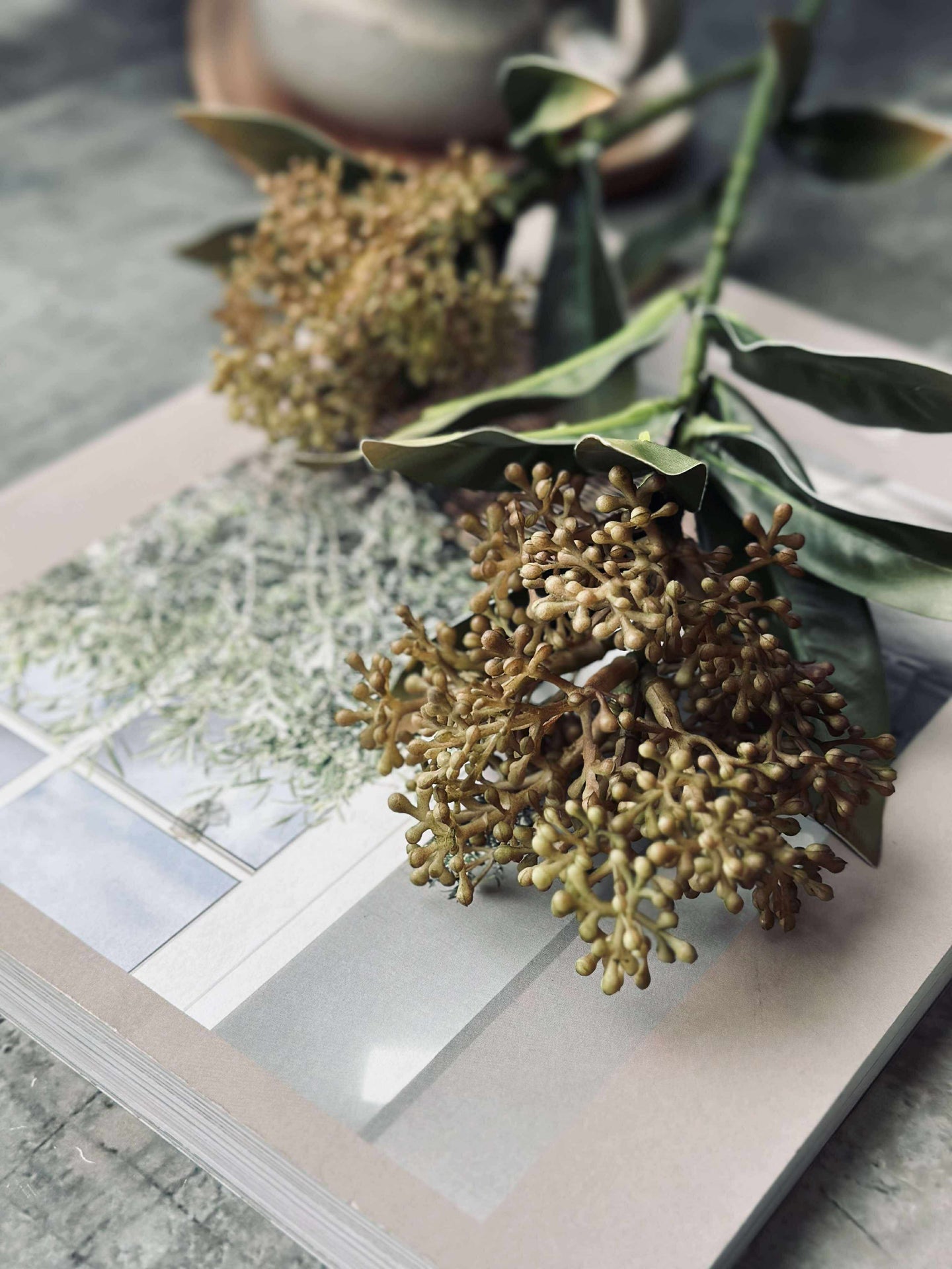 Blütenstiel - Skimmia MIX