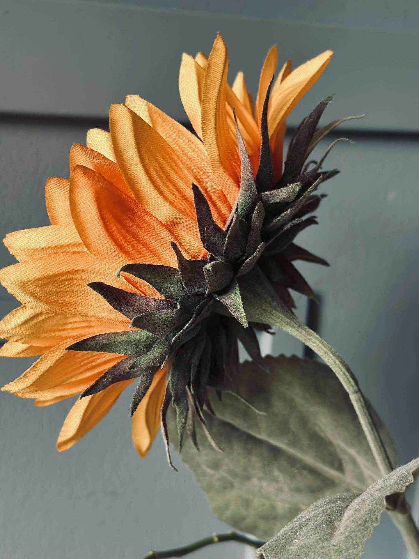 Sonnenblume