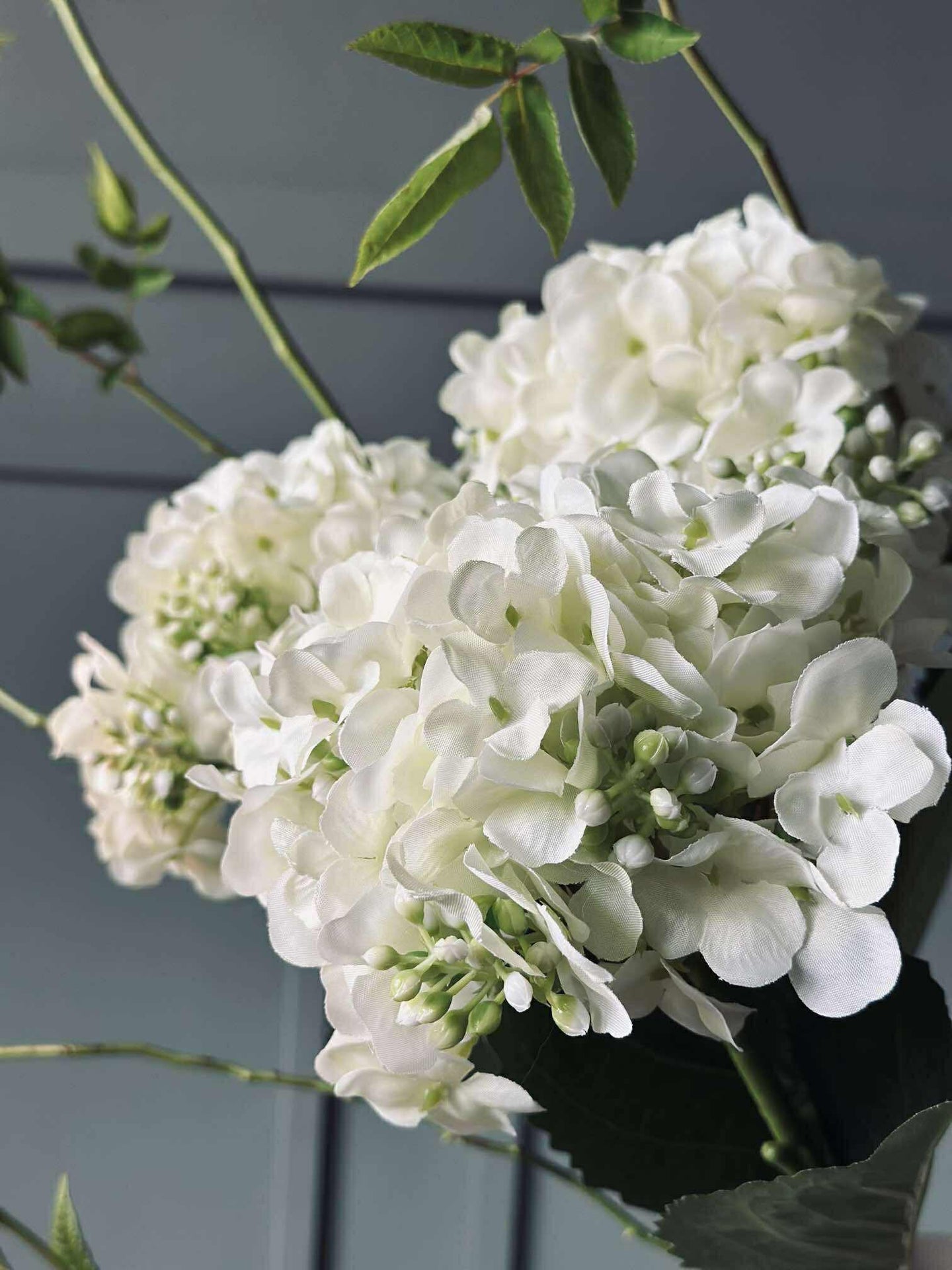 Hortensie Weiß