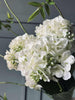 Hortensie Weiß