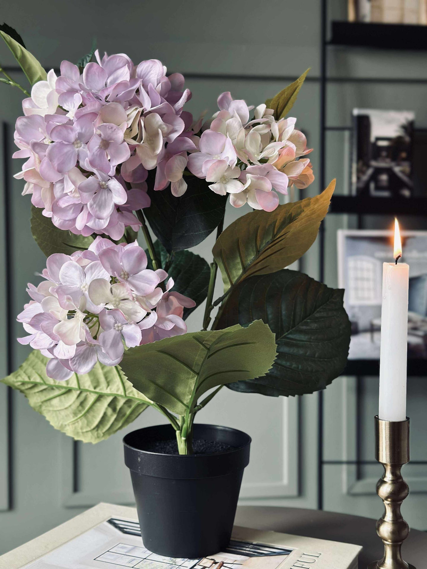 Hortensie i potte - Flieder