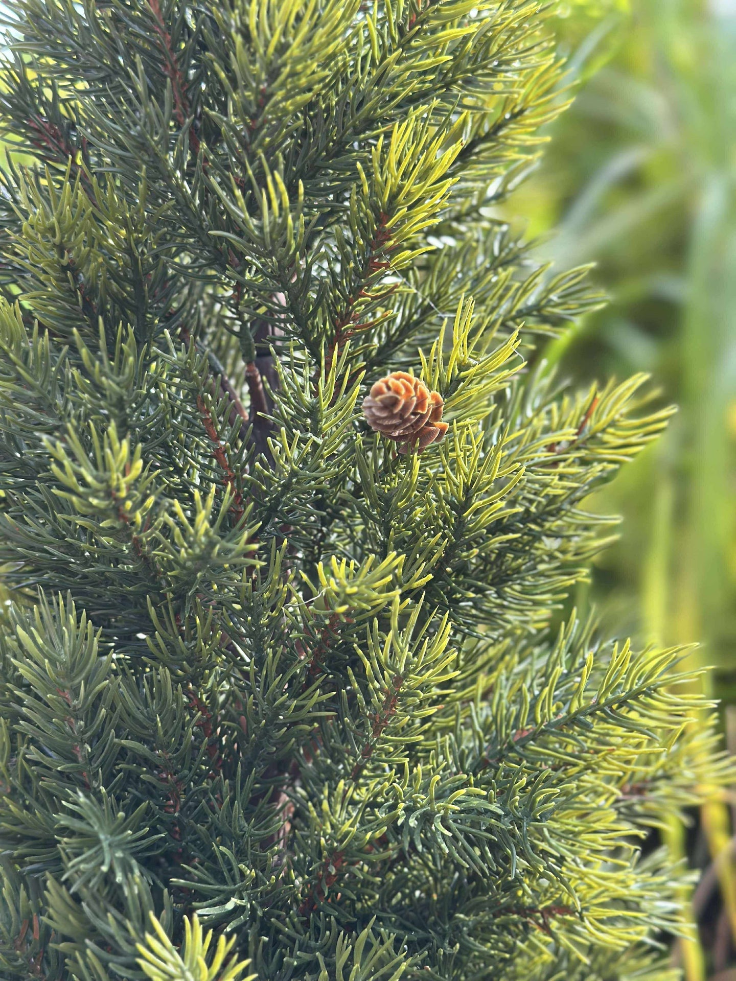 Pinetree MIX - 106 cm