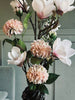 Blume Dahlie