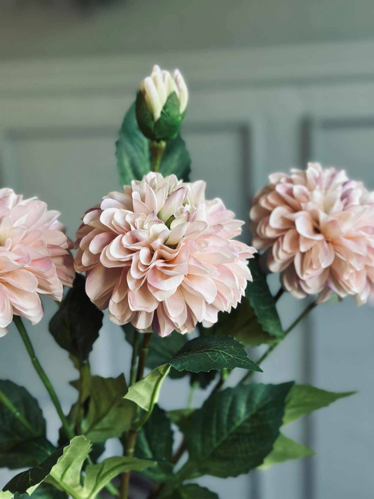 Blume Dahlie
