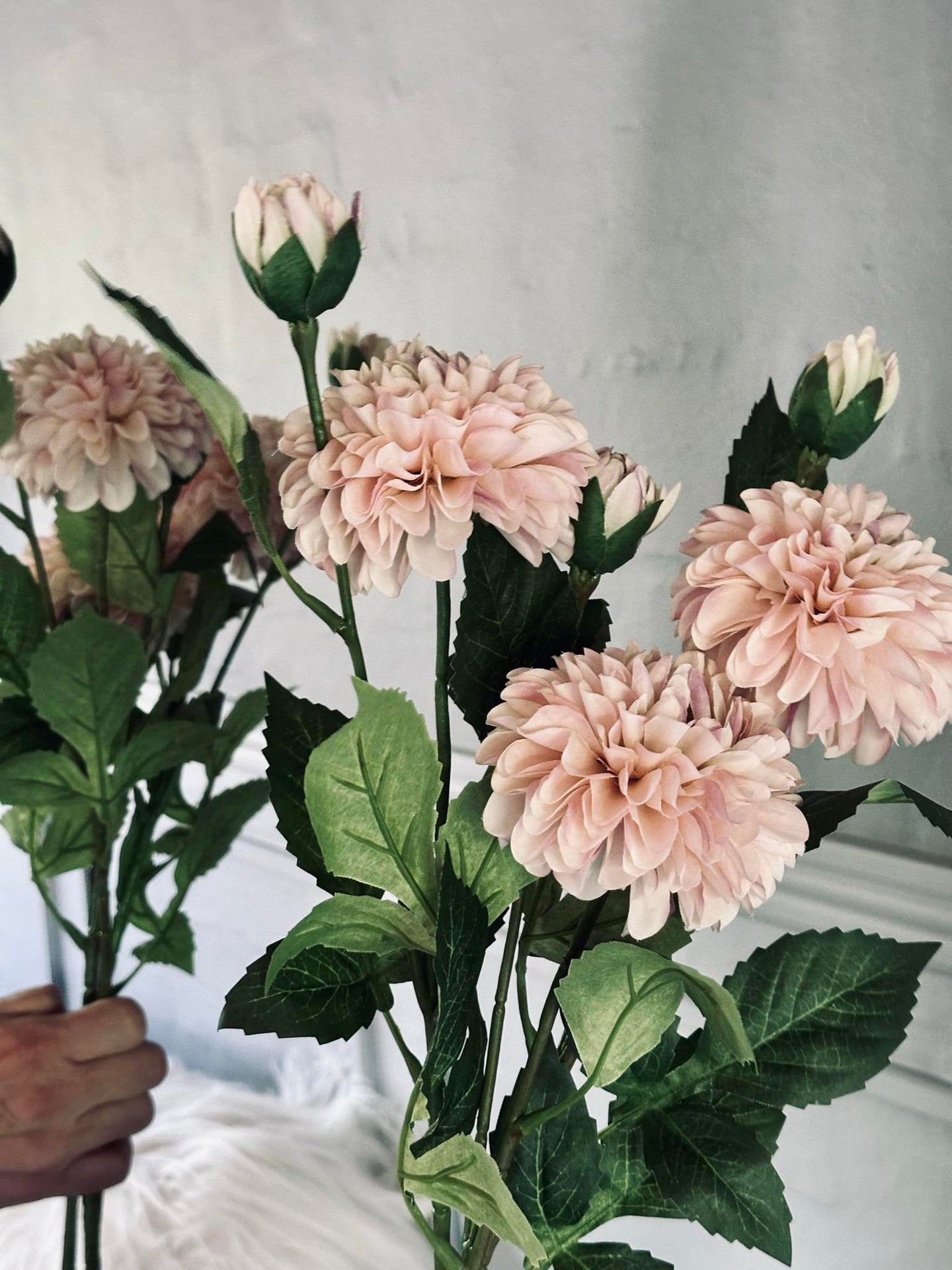 Blume Dahlie