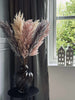 Pampas-Mix - 1 Stk.