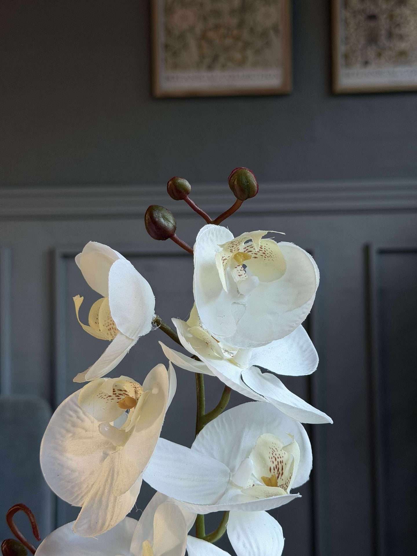 Orchideen-Mooskugel