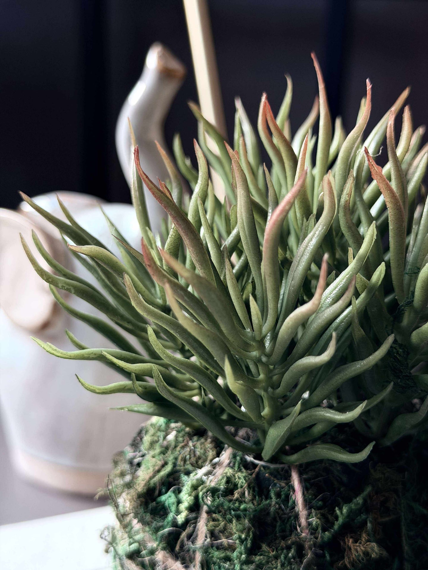 Blume Sukkulente Mooskugel