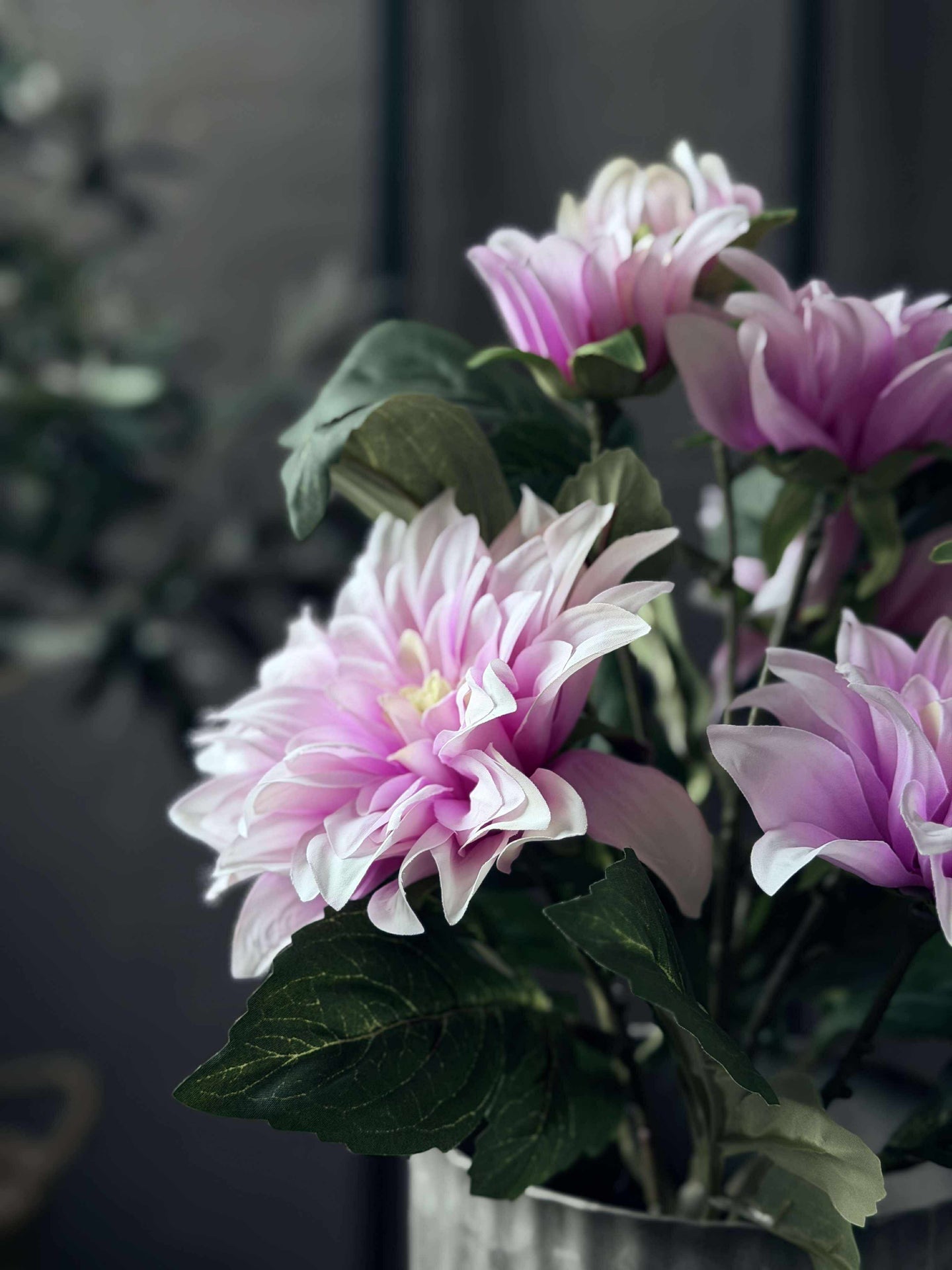 Dahlie im Topf - Rosa