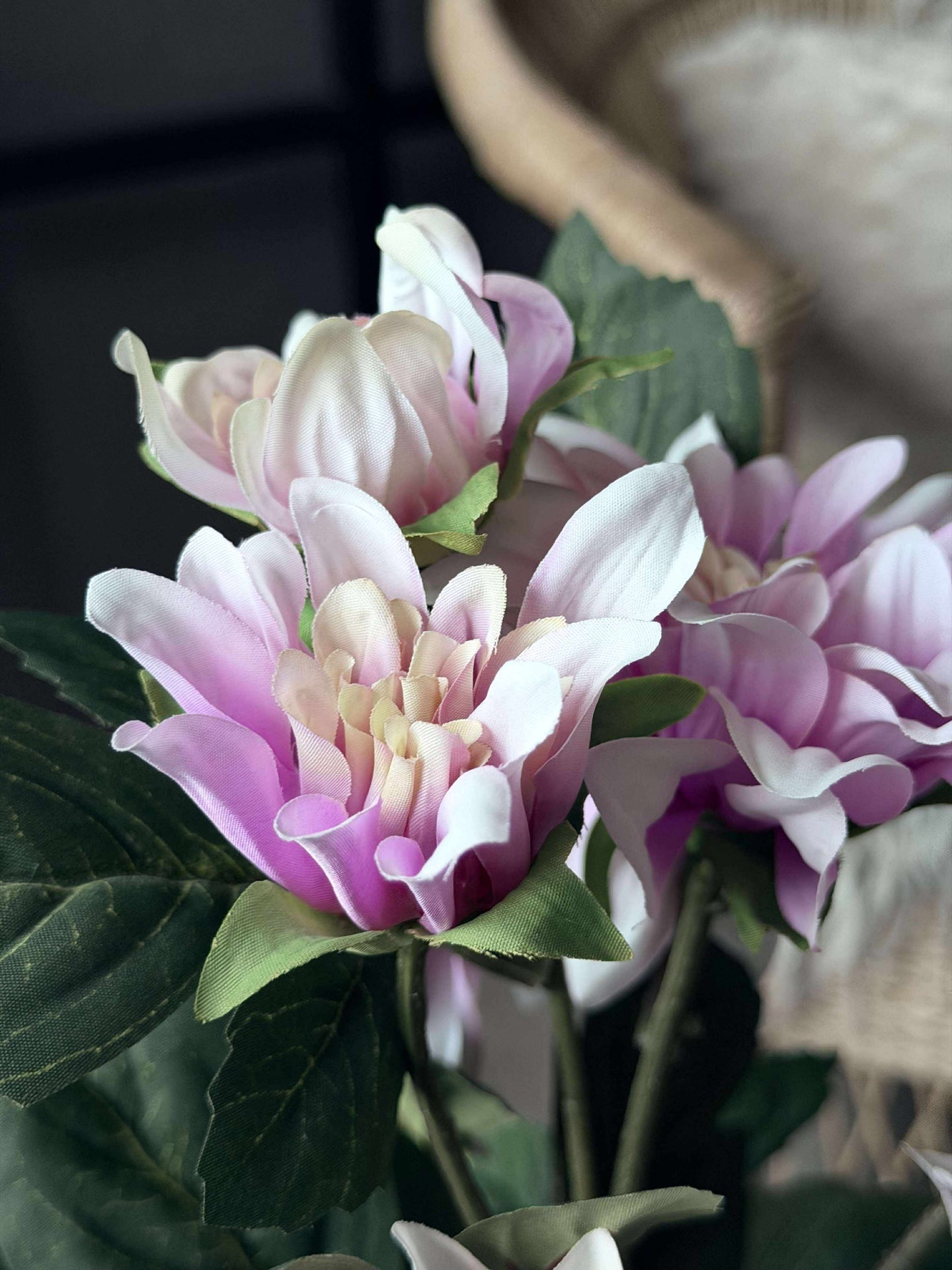 Dahlie im Topf - Rosa