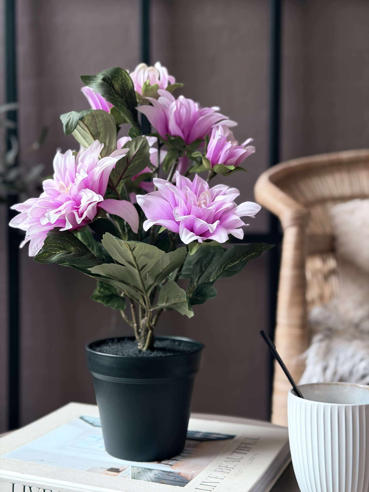 Dahlie im Topf - Rosa