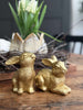Hase - Golden mix